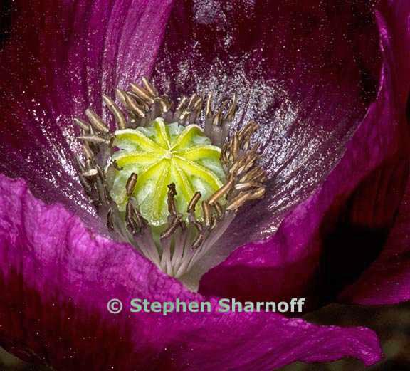 papaver somniferum graphic